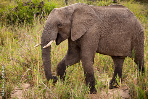 A young elephant smiles and prances on a game reserve in East Africa.