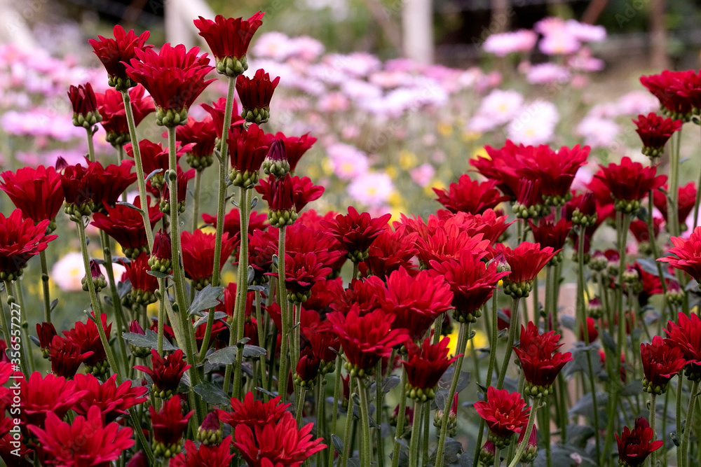 Close-Up Of Red Flowering Plants
Chrysanthemums flowers Close-Up Of Red Flowering Plants
Chrysanthemums flowers