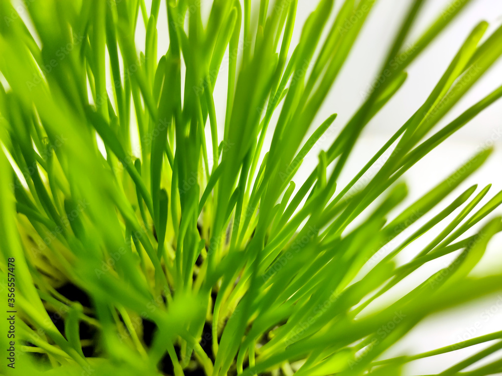 Closeup of Fresh green wheat grass plant in pot. Raw wheat grass plant for making antioxidant beverage. Young plant good for pet plant eater Closeup of Fresh green wheat grass plant in pot. Raw wheat grass plant for making antioxidant beverage. Young plant good for pet plant eater