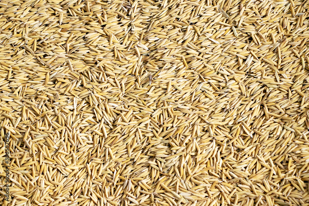 Paddy rice texture for background and wallpaper in gold color.