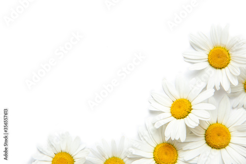 White background with chamomile. Flowers. Workspace. Blank for greetings. Isolated