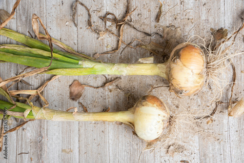 A Pair Of Unearthed Sweet White Onions