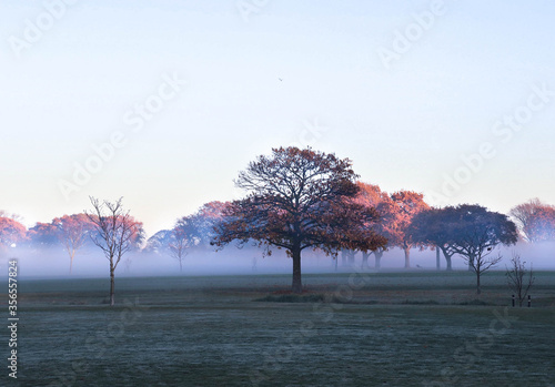 Tree in autumn with the mist below. Sunrise on a cold morning. 