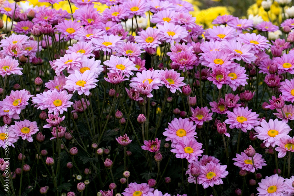 Naklejka premium Close-Up Of Yellow Flowering Plants Chrysanthemums flowers