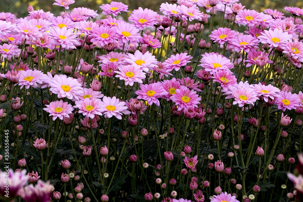 Naklejka premium Close-Up Of Yellow Flowering Plants Chrysanthemums flowers