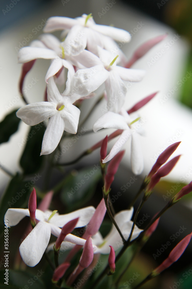 Fototapeta premium Beautiful white Jasmine flower surrounded by green leaves