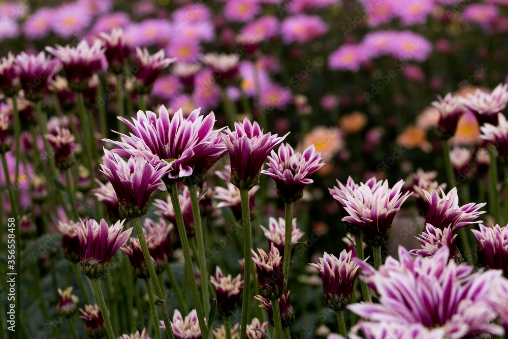 Obraz premium Close-Up Of Yellow Flowering Plants Chrysanthemums flowers