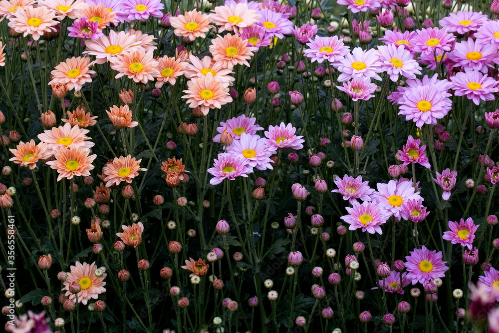 Close-Up Flowering Plants
Chrysanthemums flowers Close-Up Flowering Plants
Chrysanthemums flowers