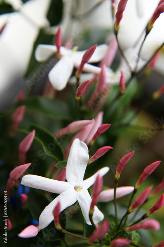 Beautiful white Jasmine flower surrounded by green leaves photo