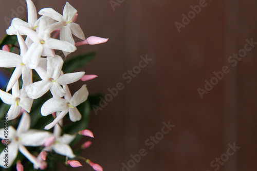 Beautiful white Jasmine flower surrounded by green leaves photo