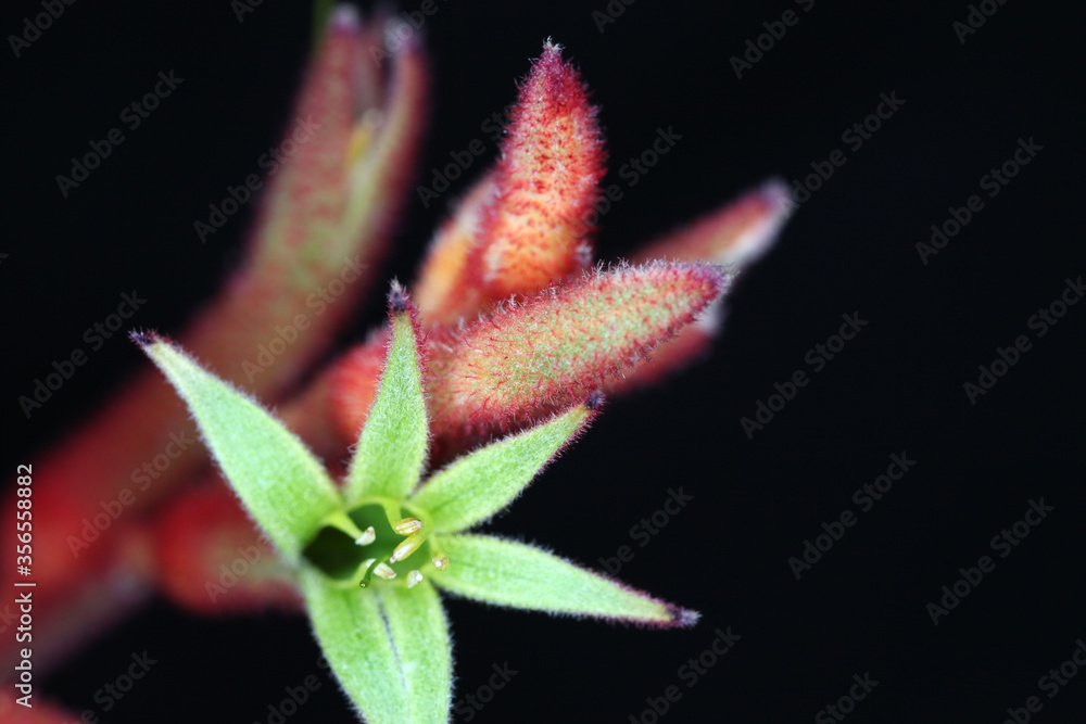 Closeup of red Kangaroo Paw flowers with black background Closeup of red Kangaroo Paw flowers with black background