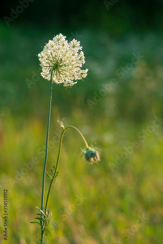 Queen Anne s Lace