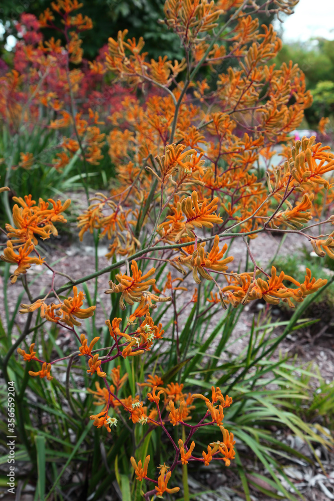 Closeup of beautiful Australian kangaroo paw plant and orange flowers
