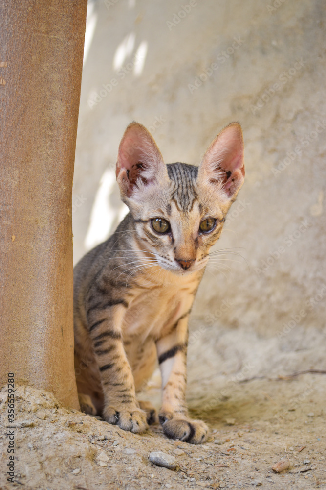 Obraz premium Kitten sleeping cat animal brown pet, domestic house cute kittens playing
