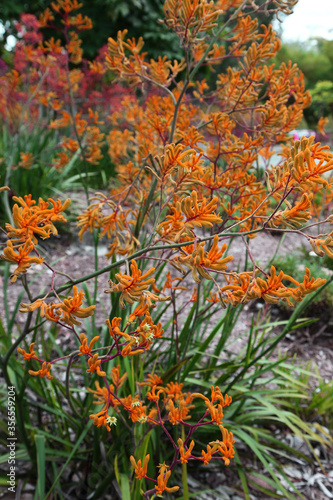 Closeup of beautiful Australian kangaroo paw plant and orange flowers © jacquimartin