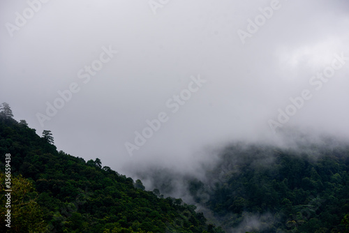 Forest on high mountain make fog full around the sky.