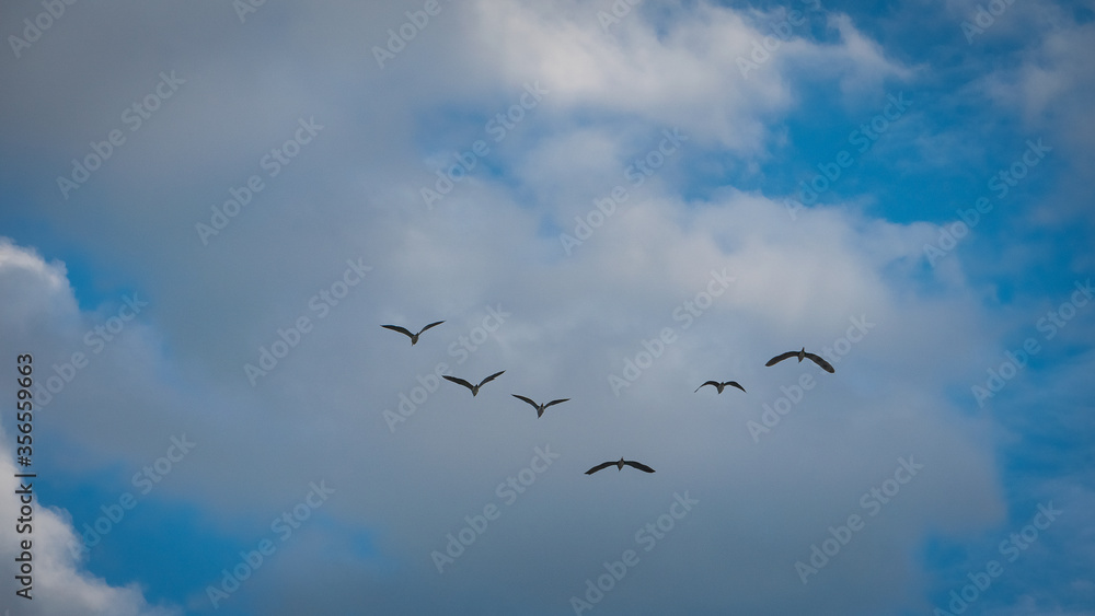 The shadow of a flying bird A flock of birds rose up at sunrise Misty In The Evening Sky Background Little birds in natural habitats.