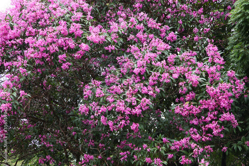 Large Lasiandra trees covered in pink flowers
