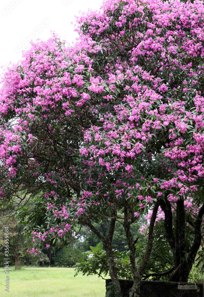 Large Lasiandra trees covered in pink flowers