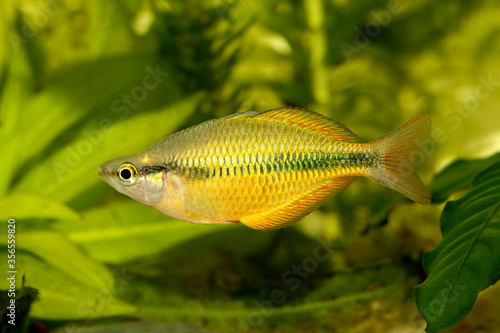 Lake Tebera rainbowfish Aquarium fish Melanotaenia herbertaxelrodi
