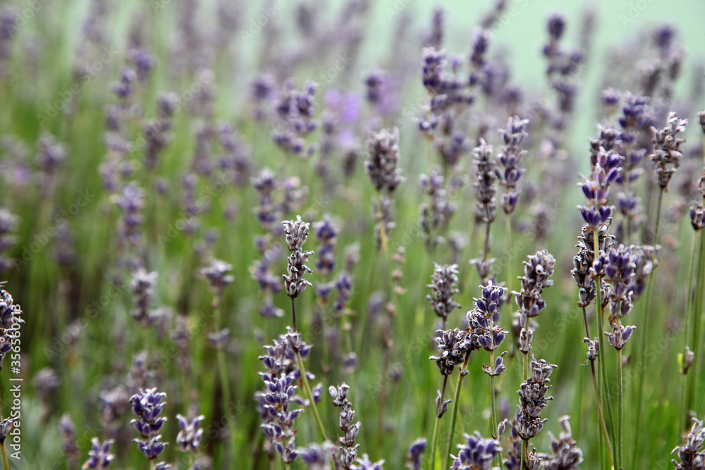Obraz premium Row of bright purple lavender in garden a