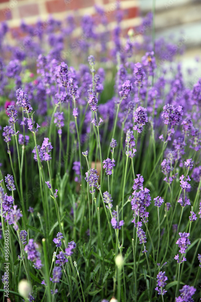 Row of bright purple lavender in garden a