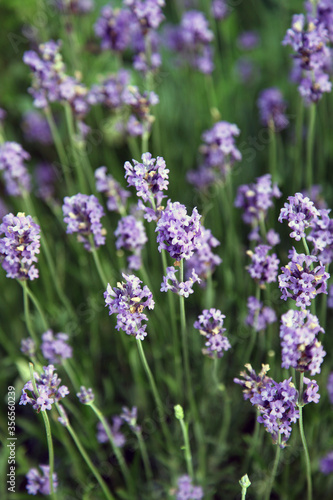 Row of bright purple lavender in garden a