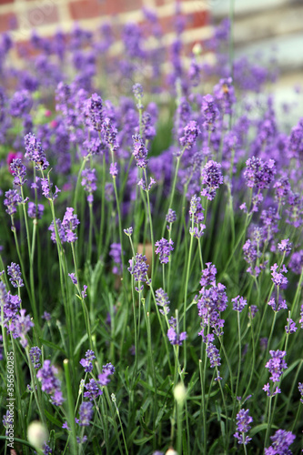 Row of bright purple lavender in garden a