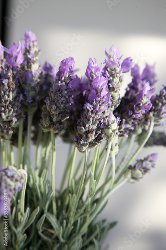 Closeup of beautiful purple Lavender flowers surrounded by green leaves