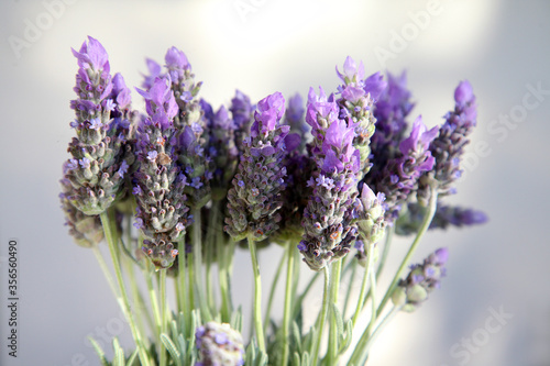 Closeup of beautiful purple Lavender flowers surrounded by green leaves