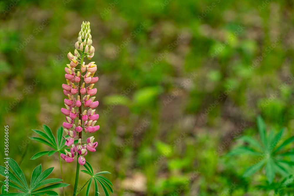 Single Lupin Spike landscape copy space Single Lupin Spike landscape copy space