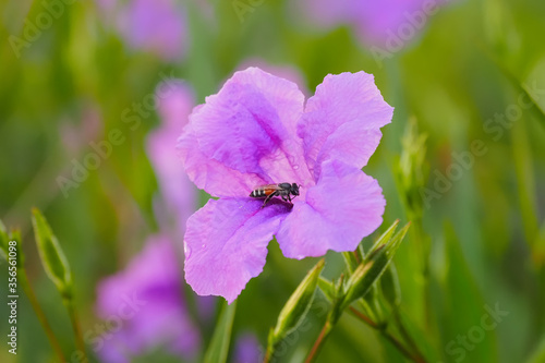 purple flowers in the garden photo