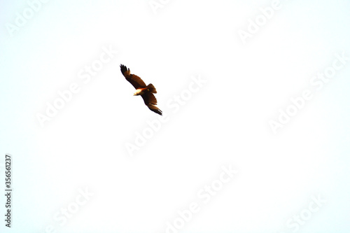 red hawk on sky