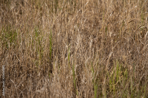 dry grass background © enginakyurt