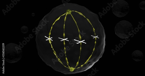 cell in metaphase in 3d illustration photo