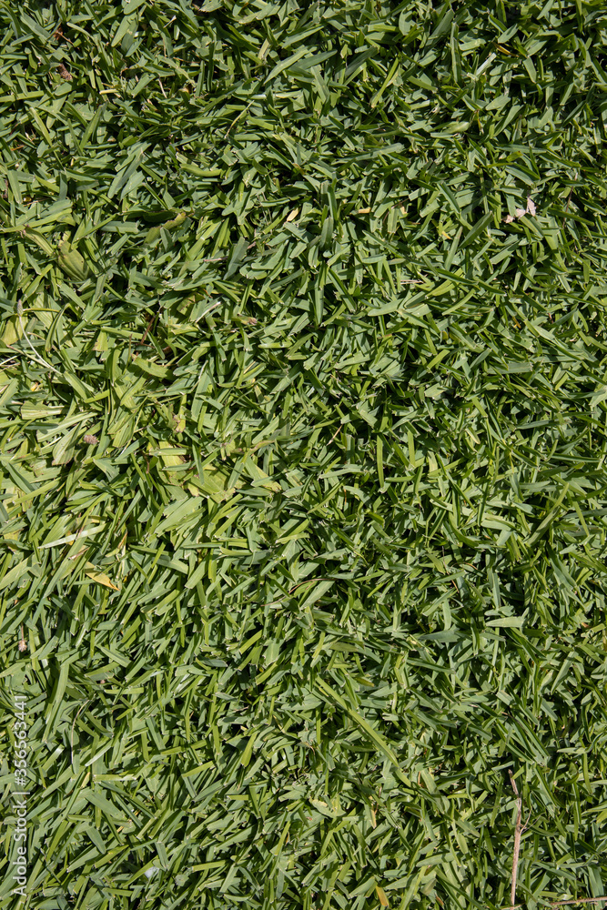 green grass in the nature green grass in the nature