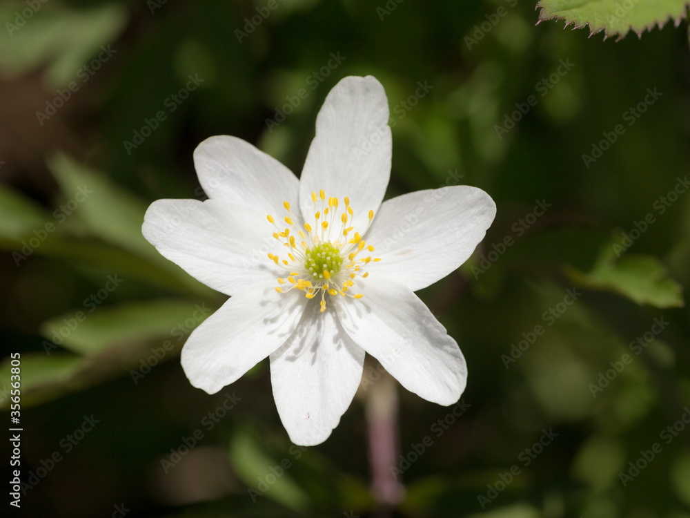white anemone in spring day white anemone in spring day