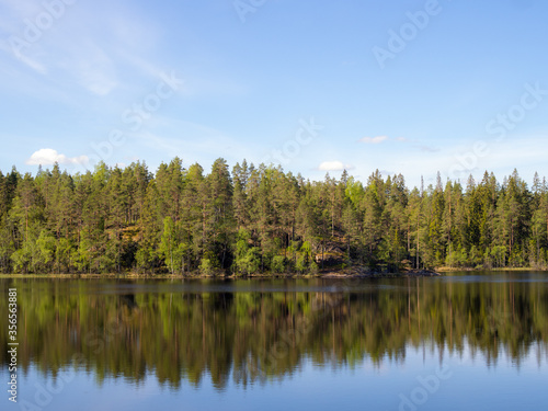 forest lake with reflections