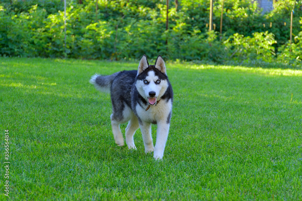 siberian husky dog