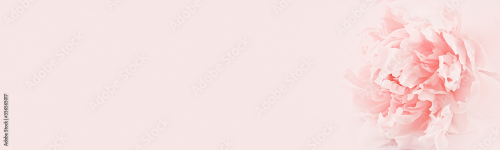 Beautiful peony flower on color background with space for text Beautiful peony flower on color background with space for text