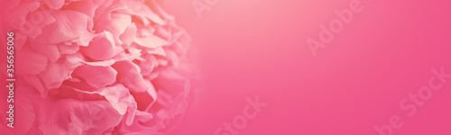 Beautiful peony flower on color background with space for text