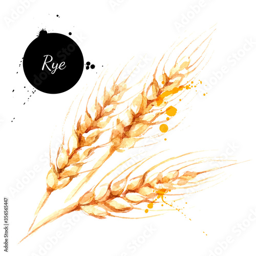 Watercolor spikelets of rye product vector illustration. Painted isolated natural organic fresh eco food on white background