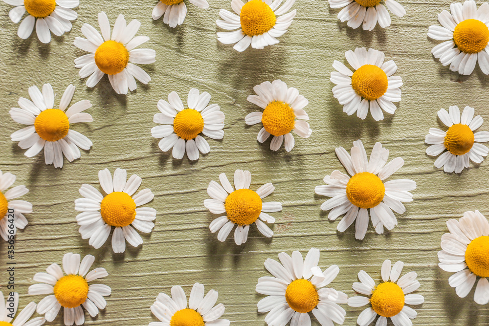 Fresh chamomile flowers on wooden background Fresh chamomile flowers on wooden background