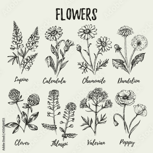 Hand drawn sketch wildflowers set. Vector illustration of medical herbs and flowers