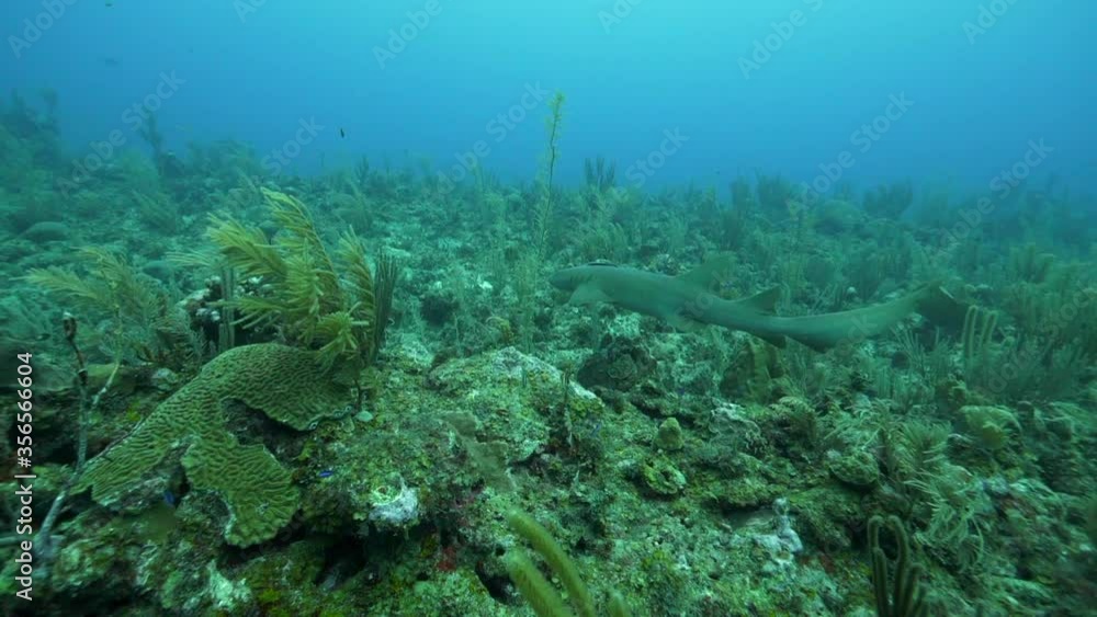 Slow motion of fish swimming over ocean floor, view of deep blue sea - Belize City, Belize Slow motion of fish swimming over ocean floor, view of deep blue sea - Belize City, Belize