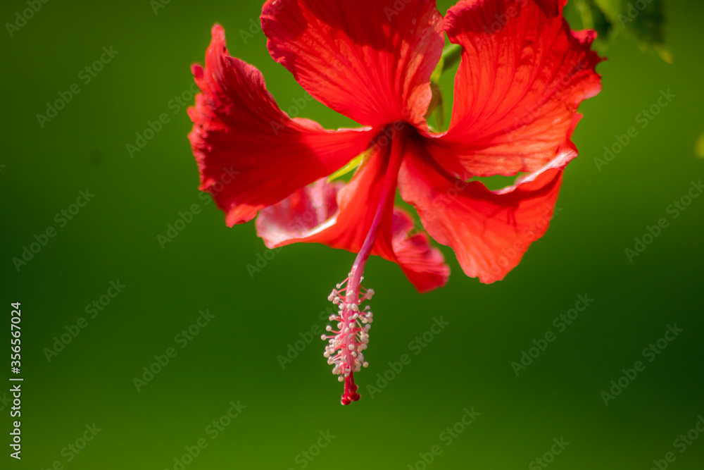 flor flor