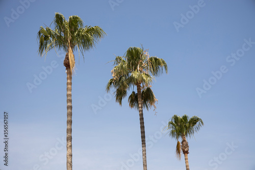 Fototapeta Naklejka Na Ścianę i Meble -  palm tree and blue sky