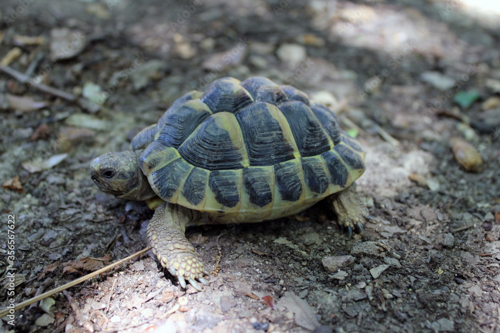 Tortue de mer Tortue de mer