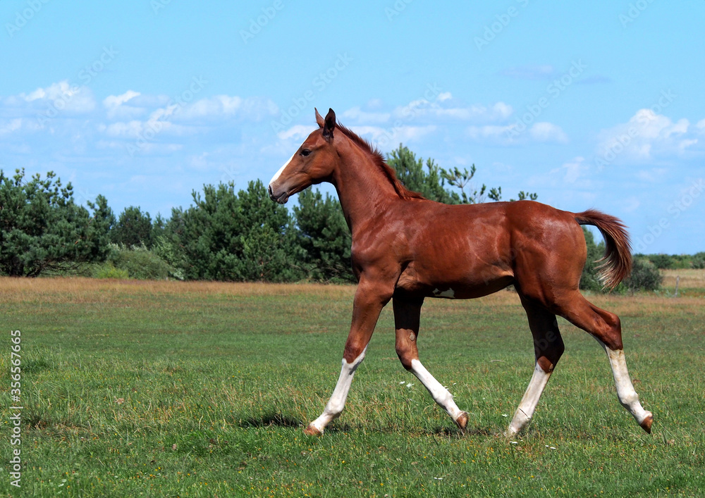 Elegant chestnut colt with white legs runs through the meadow Elegant chestnut colt with white legs runs through the meadow
