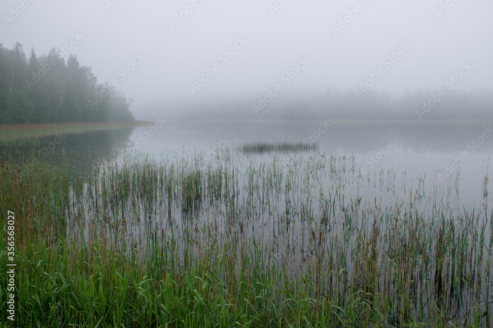 image of fog, view of the lake with white fog, reed contours in the foreground, blurred misty lake background